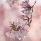 Spring blossom 