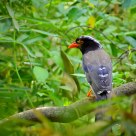 Red-billed blue magpie