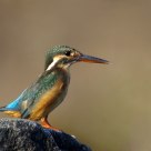 Common Kingfisher on the rock