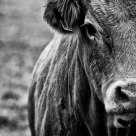 Half cow