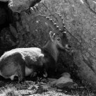 Stambecco nel Parco del Gran Paradiso