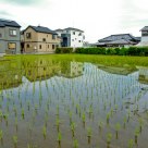 japanese early summer