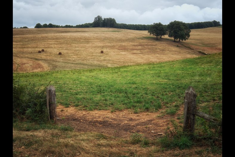 Field