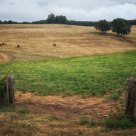 Field