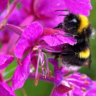 Good morning, bumblebee!