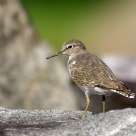 Common Sandpiper