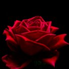 Rose at Night