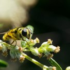 Macro