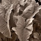 Elephant Ears