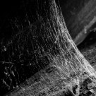 Spider's lair