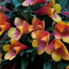 Orchids