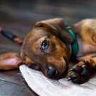 lazy afternoon