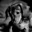 puppy eyes