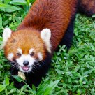 Red panda