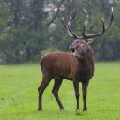 Stag
