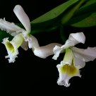 Orchid