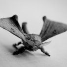 Grey moth