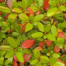 foliage