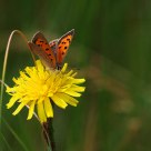 Argynnis paphia (dostojka malinowiec)