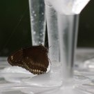 Water Butterfly