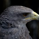 Chili eagle