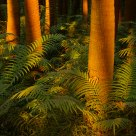 Woods in eventide