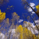 Color in autumn