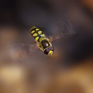Flying  syrphid flies