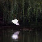 Egret and Reflection