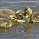 Pizza Time: Canadian Geese 2012