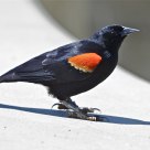 Red-winged Blackbird (male)