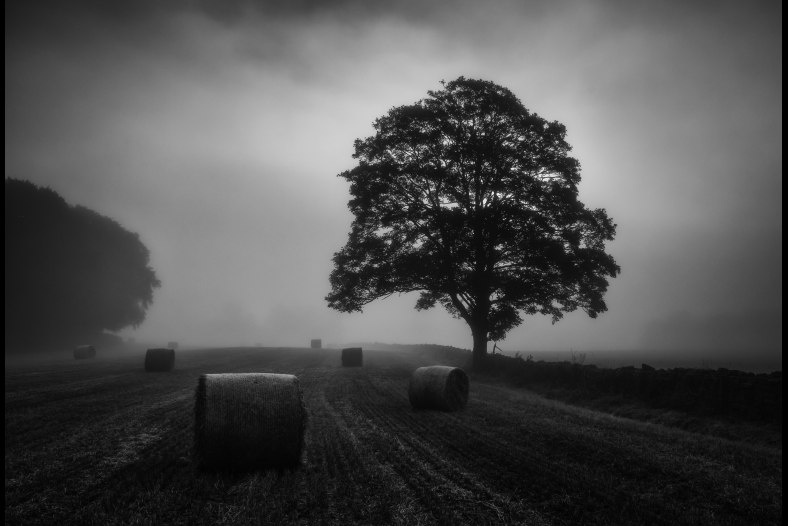 Bales #1