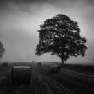 Bales #1
