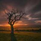 The Tree