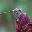 My version of dragonfly with no macro lens