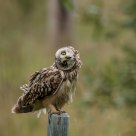  Short-eared Owl (Asio flammeus)