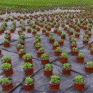 Mum Field