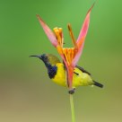 Sunbird on plant #2