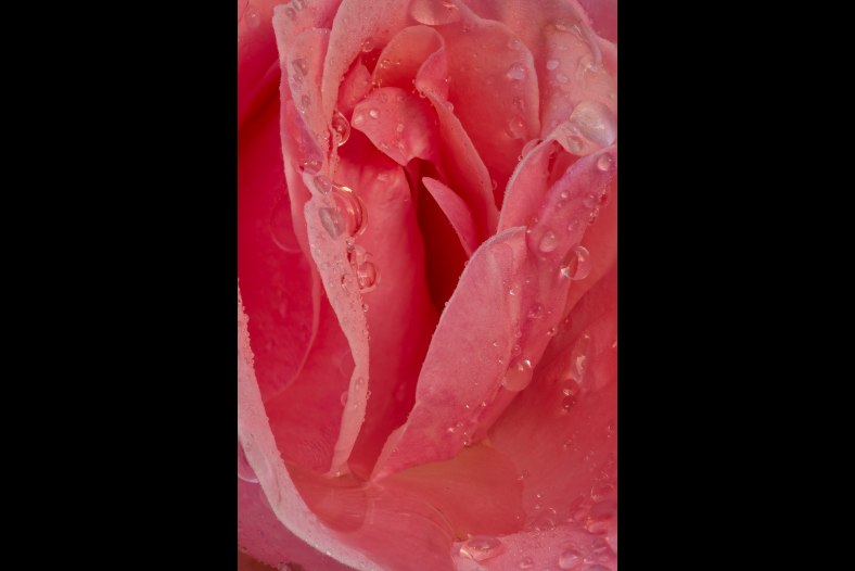 rose after rain