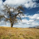 Oak Tree in Field