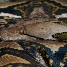 The Eye Of The Python