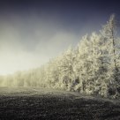 Frosted Larches