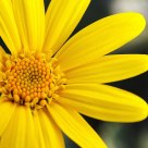 little yellow