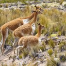 Vicuñas