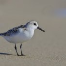 Sanderling (Calidris alba)