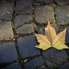 Foglia di Autunno