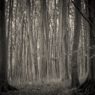 Forrest