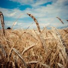 Grain