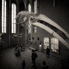 Whale skeleton