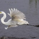 Flight